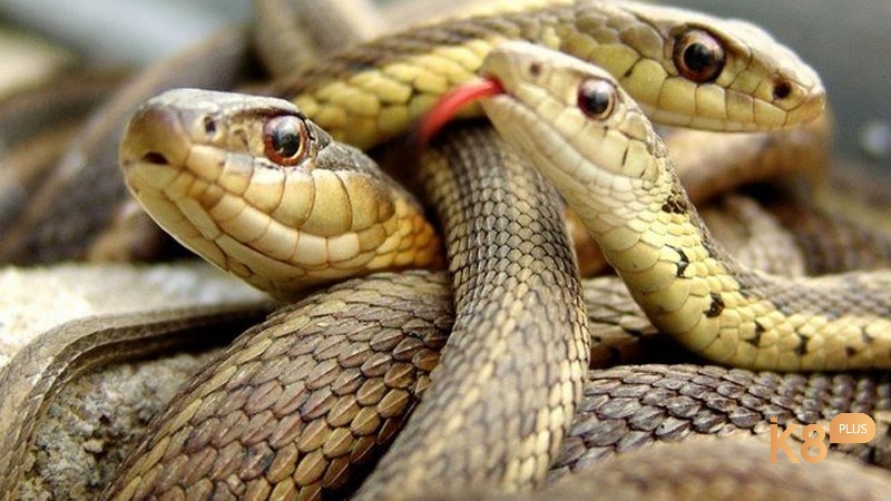 Cần chú ý khi mơ thấy rắn độc cắn chân phụ nữ 