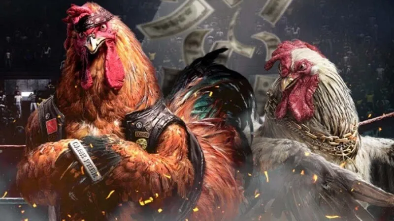 Đá Gà K8 | Theo Dõi Đặt Cược Các Trận Hùng Kê Đỉnh Cao